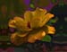 Orange Rose