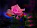 Pink Rose