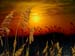 Sea Oats Amelia Island