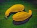Two yellow squash