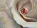 White Rose