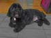 Lola